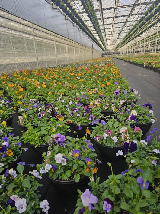 Bloemenkas